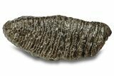 Fossil Woolly Mammoth Molar - Siberia #260003-2